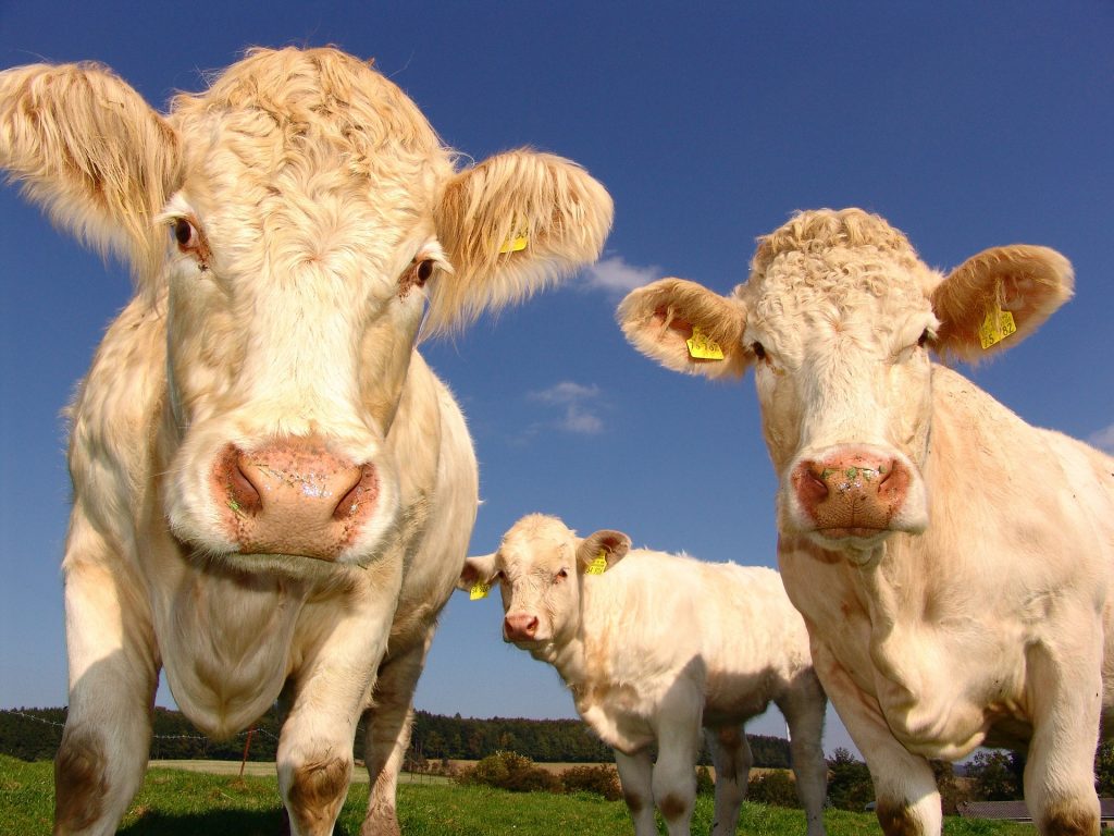 6 conseils de gestion du bétail pour les petits exploitants
