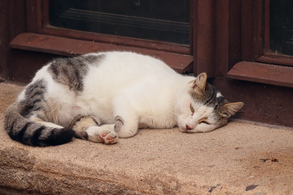 A chaque problème de chat sa croquette