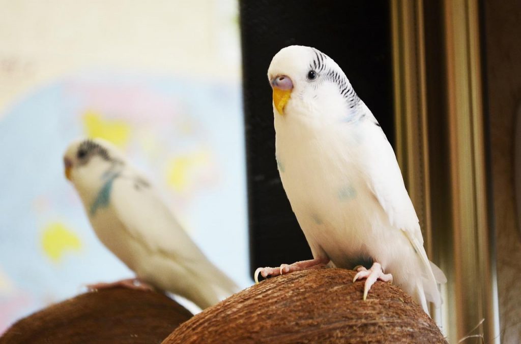 10 choses à savoir avant d’adopter un oiseau de compagnie