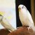 10 choses à savoir avant d’adopter un oiseau de compagnie